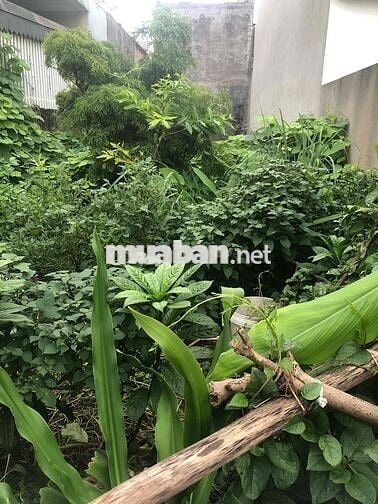 CẦN BÁN LÔ ĐẤT ĐẸP TẠI ĐẠI HỒNG MÔN - KIẾN AN