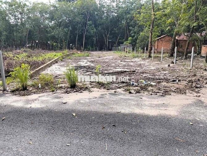 Đất Hoà Lợi Bến Cát cũ giá rẻ đường nhựa 5m. 5x50 thổ cư 100m