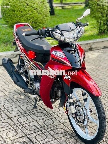 sirius bông mai biển 61