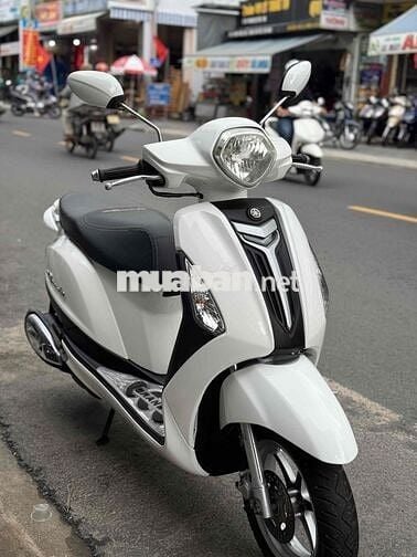 Grande bản màu trắng nguyên rin