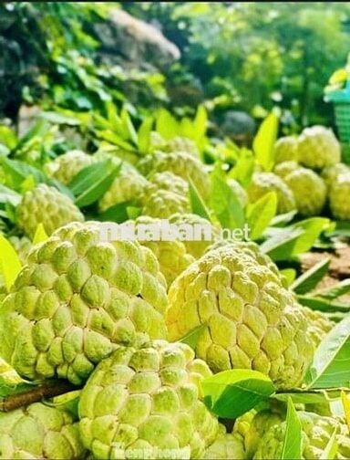 ĐƯỜNG SỎI ĐỎ QUY HOẠCH 20M. TÂN CHÂU- TÂY NINH