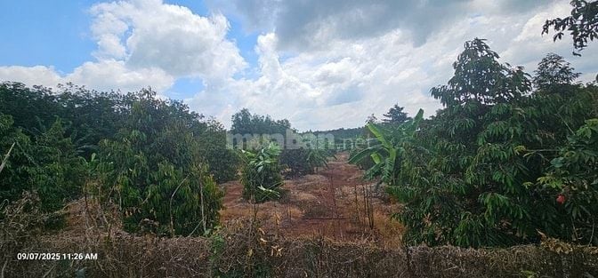Bán đất 15000m2 tại ĐT 328, Bàu Lâm, Xuyên Mộc, 45 tỷ, view đẹp 