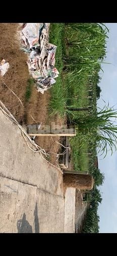 Chính chủ cần bán gấp đất thổ Long An