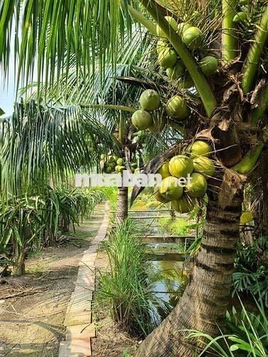 Bán nhà vườn đẹp như resort tại TPHCM