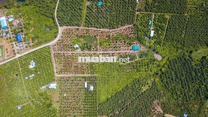 Bán lô đất vườn gần QL20 xã La Ngà, sổ sẵn Công chứng nhanh