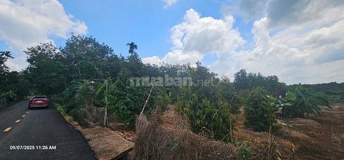 Cần tiền bán gấp lô đất tại ĐT328, Xã Bàu Lâm, Xuyên Mộc, Bà Rịa Vũng 