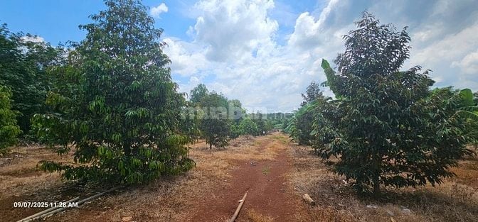 Kẹt tiền bán 5000m2 đất tại DDT328, Bàu Lâm, XM, BRVT