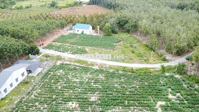 BDS NGAY TÁI ĐỊNH CƯ ,  5X40 CÓ THỔ CƯ 470 TRIỆU