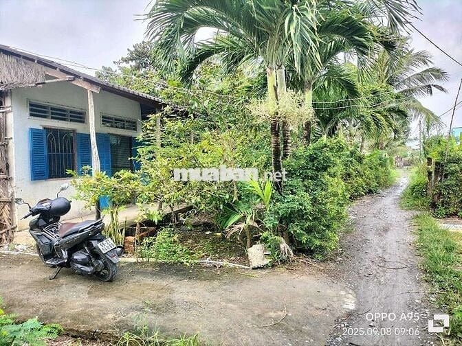 1300m Nhà và đất cây lâu năm. Ngay Cầu Bình Xuân, Gò Công Tiền Giang.