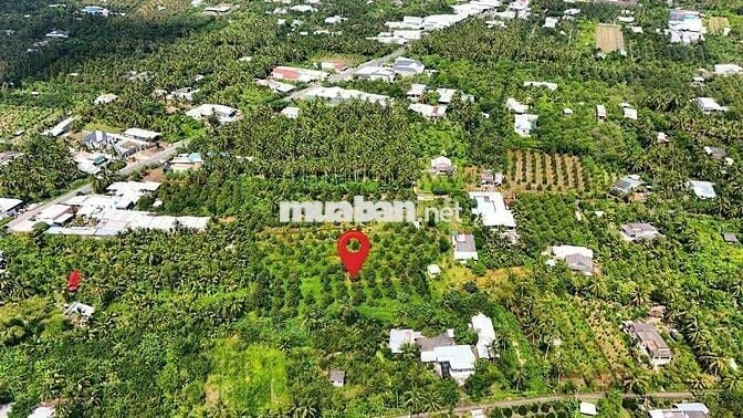 1 MẪU VƯỜN SẦU RIÊNG CHÂU THÀNH BẾN TRE