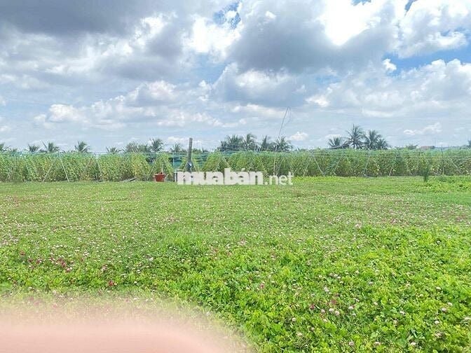 Bán đất ven biển Tân Thành tiền Giang , trường thcs , UBND , giá 750tr