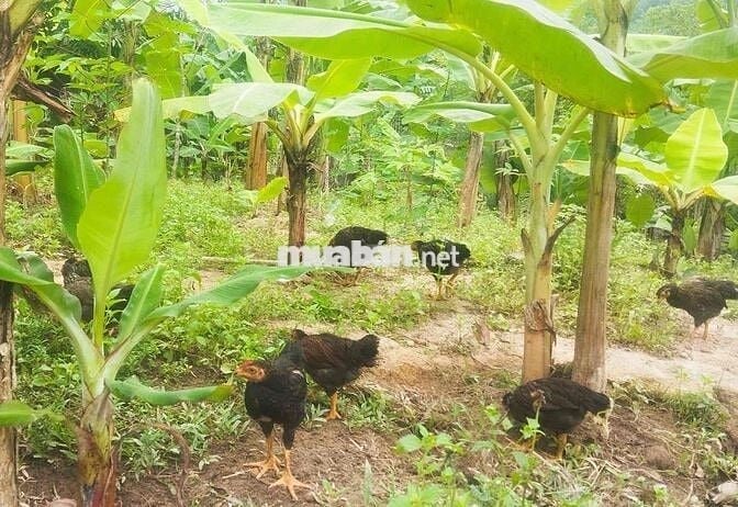 Bán 5 sào ruỡi đất vườn.sẵn thổ cư. Trên đất đang trôồng cây có thu