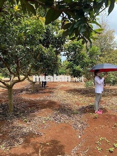 Tôi cần bán gấp vườn diện tích 580m² có sẵn 100m thổ cư