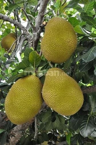 CHÍNH CHỦ CẦN RA NHANH LÔ ĐẤT VƯỜN GẦN NGÃ 4 DẦU GIÂY GIÁ CỰC MỀM 