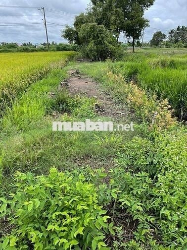 Bán đất vườn cây lâu năm, kênh 10, xã Tân Nhựt, TP. HCM
