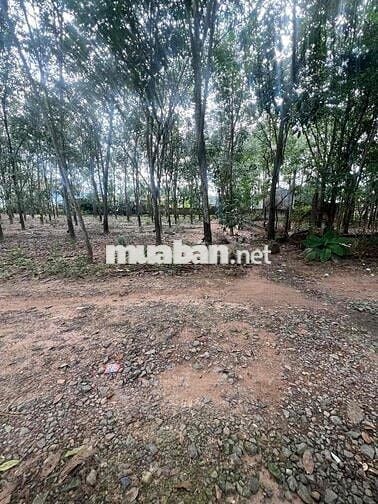 Bán đất thuộc hoà lợi bến cát thành Phố Hồ Chí Minh