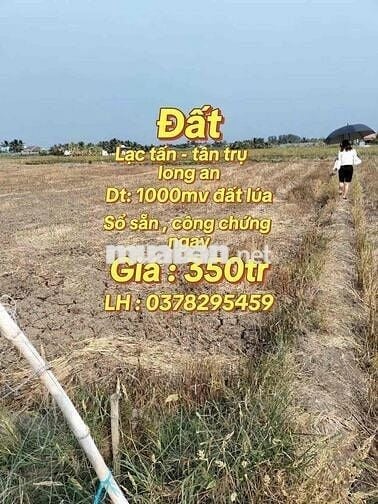 1000mv đất lúa , giá 350tr , lạc tấn - tân trụ - long an