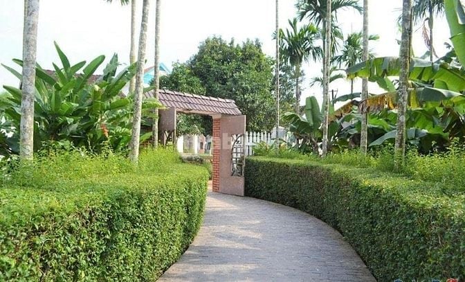 Cây chè tàu,tường rào cây xanh cây chè mạn