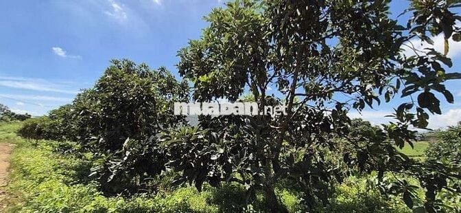 Bán lô đất nghĩ dưỡng giá cực tốt tại Bảo Lộc