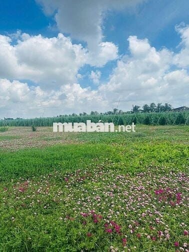 HOT ! HOT ! HOT đất ven biển Dt 126m2 giá 465t Tiền Giang