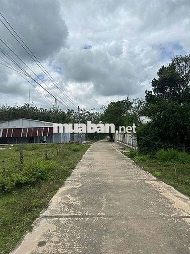 Đất TP HCM ( Bình Dương cũ ) nằm trong khu dân cư,