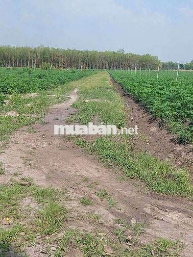Cần bán gấp lô đất trồng cây đường ĐT 833 ở Tây Ninh ở Xã Tân Hội