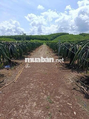 Cần ra đi gấp "Đất trồng cây công nghiệp" ở Xuân Lộc, Đồng Nai
