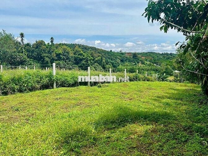 CHỦ NGỘP CẦN BÁN GẤP LÔ ĐẤT NGHỈ DƯỠNG ĐỂ CHO CON ĐI NƯỚC NGOÀI