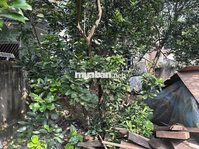 Bán nhanh 48m2 đất thượng cát, đường trước nhà xe tăng chạy
