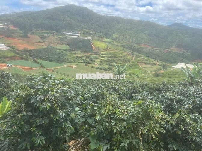 Đất nông nghiệp sổ riêng đường ô tô tận vườn, cà phê sắp thu 40tấn/năm