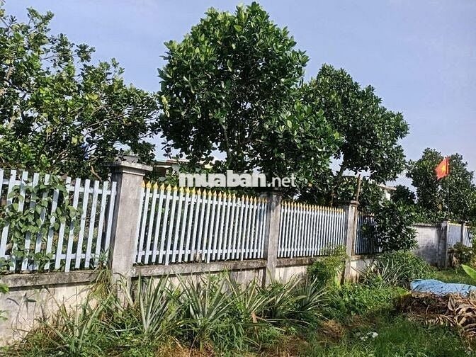 Bán gấp nhà vườn trồng nhiều loại cây ăn trái