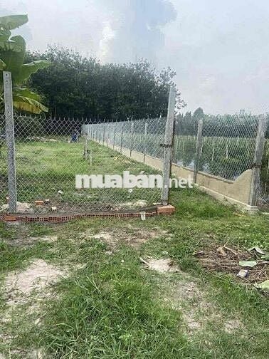 Bán đất 436m² (8×54m), thổ cư 130m², 2,1 tỷ (4,8 triệu/m²), Trảng Bàng