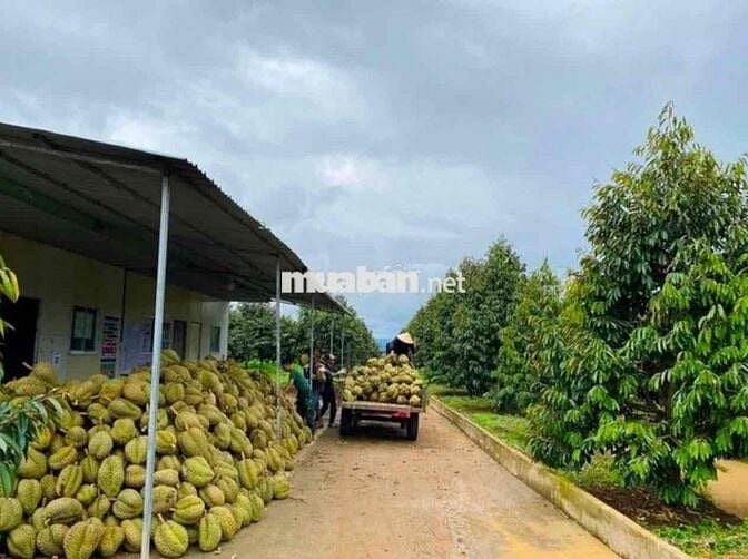 Cần sang lại vườn sầu 40 cây đang ra trái, có hệ thống béc phun