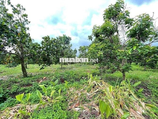 🌳 BÁN ĐẤT LỚN – XÃ XUÂN BẢO, HUYỆN CẨM MỸ, ĐỒNG NAI 🌳