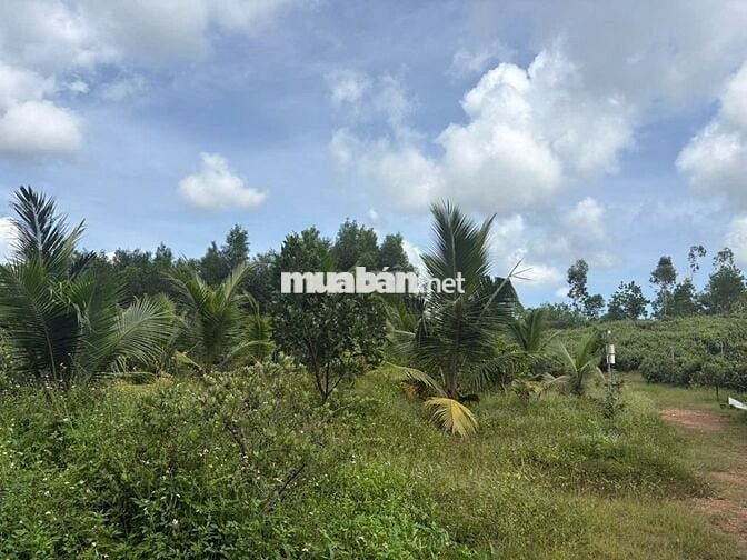 Cần tiền bán gấp  8.000m² đất vườn BÀ NÀ cách sân bay 26km