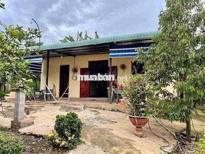 ĐẤT VƯỜN 1500m² GIÁ CHỈ 425 TRIỆU, SỔ SẴN, CHƠN THÀNH - BÌNH PHƯỚC