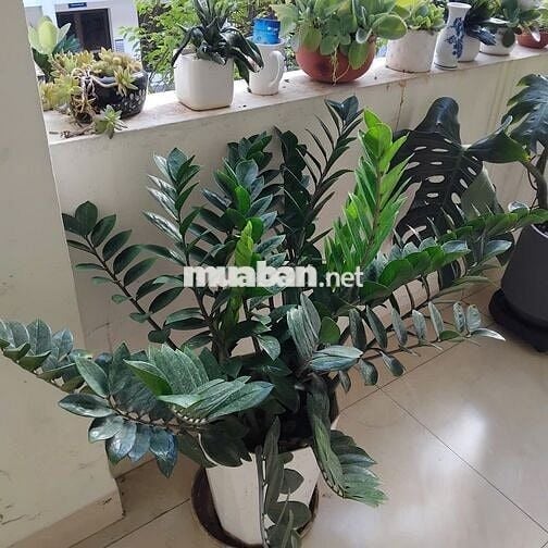 Cho thuê gian nhà cấp 4 52 m2, Giá 4,5 triệu/ tháng