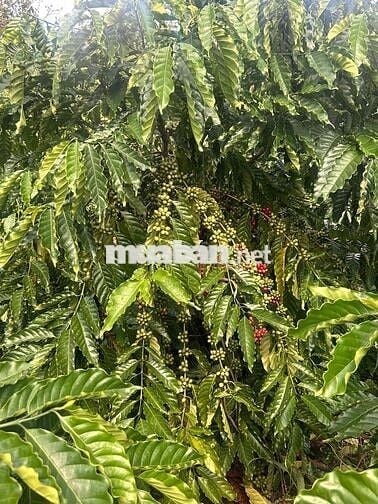 ĐẤT RẪY CÀ PHÊ - ĐIỀU 1,6ha xã Phú Sơn