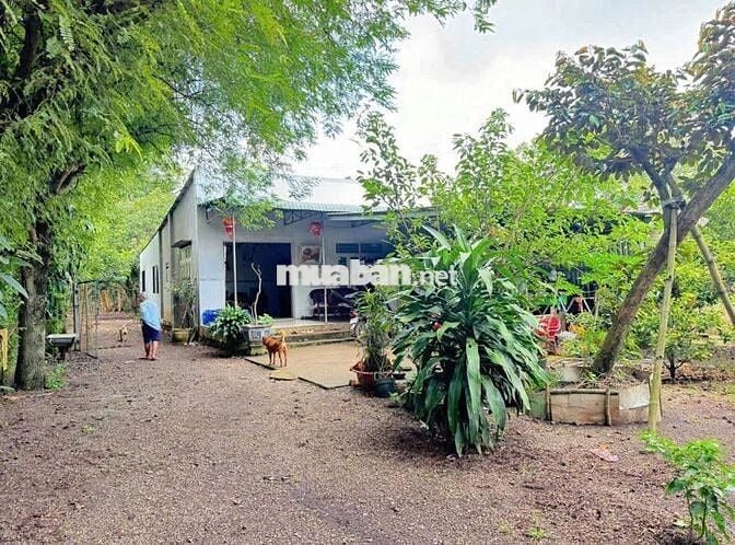CHỦ NGỘP BÁN GẤP NHÀ VƯỜN RỘNG 2500M2 THỔ CƯ SHR CÓ SẴN CÂY ĂN TRÁI