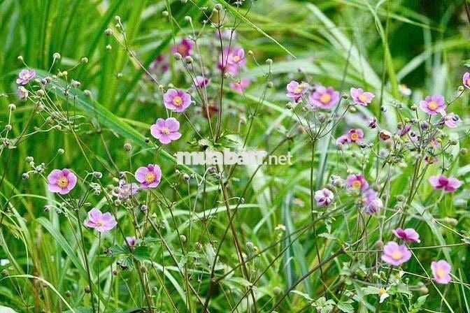 Cho thuê nhà  Sơn Kỳ - Phường Sơn Kỳ : 4.  11 M đúc 1 lầu : 2PN, 2 WC
