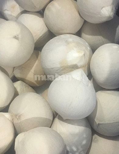 DỪA KIẾN AN TUYỂN PHỤ VIỆC KHO DỪA TƯƠI