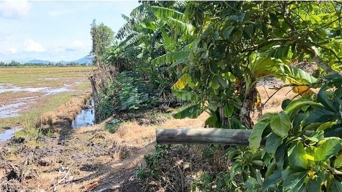 Đất Ruộng tại xã Giang Thành (An Giang mới)