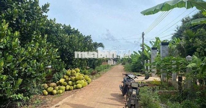 Sang nhượng đất vườn 1000m2 giá rẻ, công chứng ngay