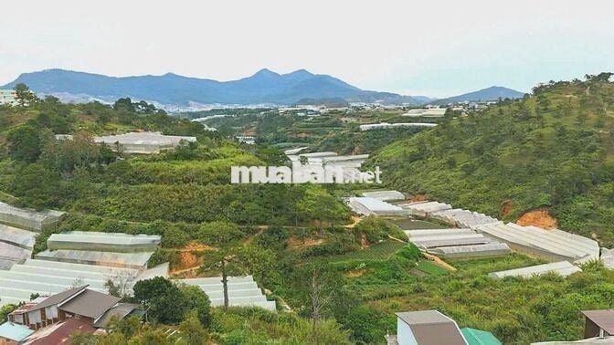 Bán đất Đà Lạt Xô Viết Nghệ Tĩnh 500m, view đồi thông Tùng Lâm cực đẹp