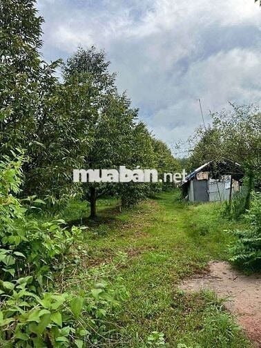 Nhà em bán vườn sầu riêng Chơn Thành giá rẻ 320 triệu