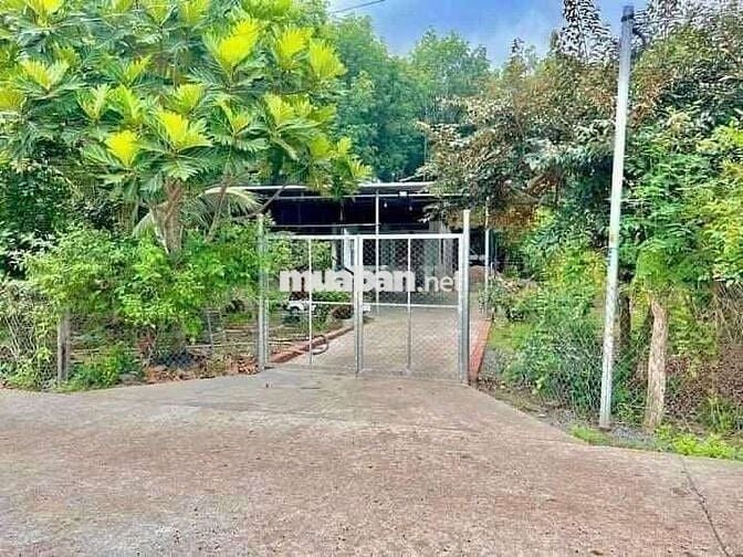 Bưởi sai trĩu quả, chôm chôm đỏ rực sân – nơi bình yên tìm tới