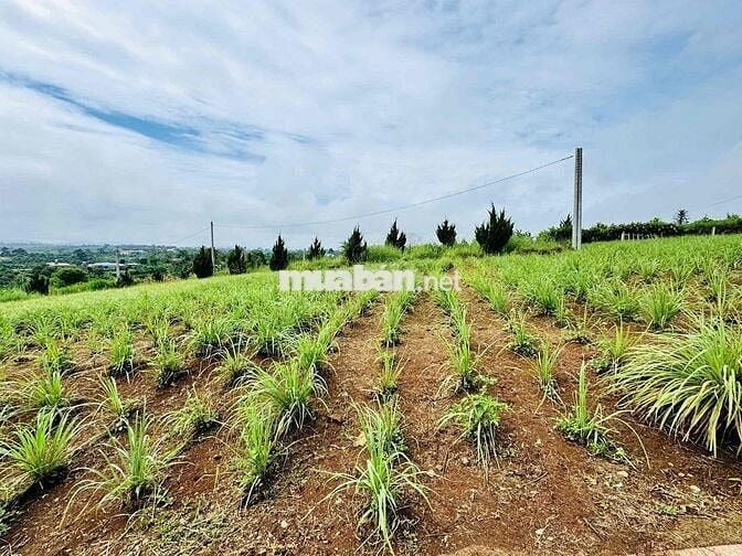 hàng hiếm giá rẻ siêu bất ngờ tại lộc an - bảo lâm 2