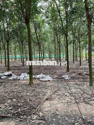 Thửa Đất Mặt Tiền Diện Tích Lớn, Sẵn Cao Su Thu Hoạch Lợi Nhuận Cao