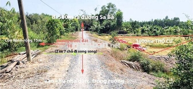 Bán đất sổ đỏ 2025,Full thổ:1000m2, đường Sa Bà, Hòa Khánh Nam,Đức Hòa