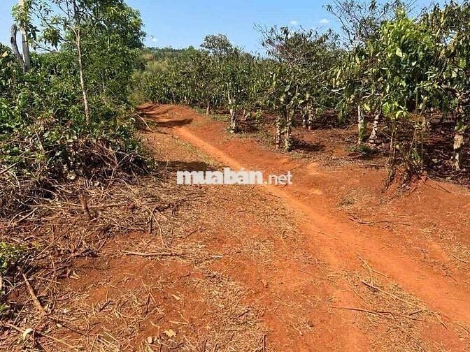 Cần bán rẫy cafe 3.5ha tại Linh Nham,xã Đakdjrang, Mang Yang,Gia Lai